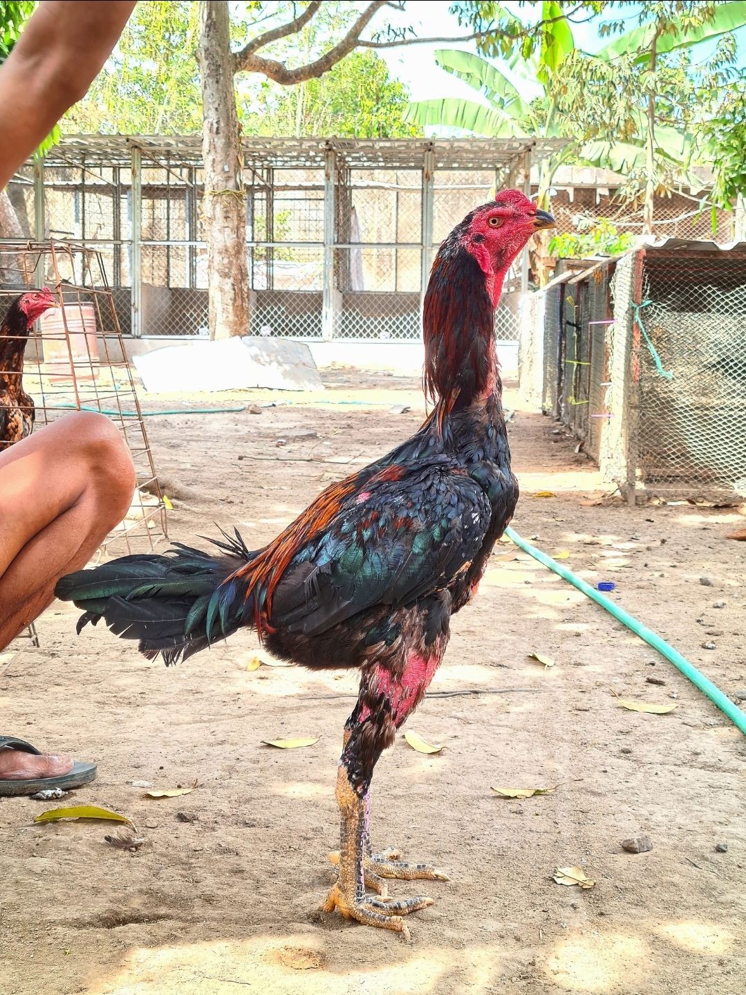 A rooster standing in a dirt outdoor area with trees and cages in the background.