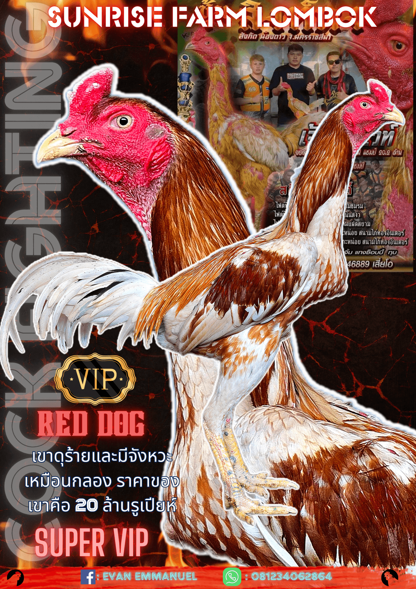 Red Dog 